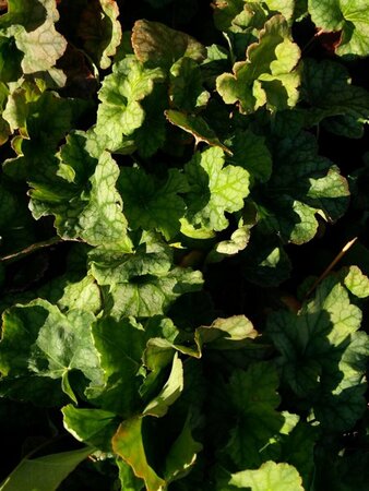 Heuchera a. 'Dale's Strain' 2L