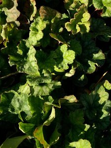 Heuchera a. 'Dale's Strain' 2L