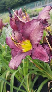 Hemerocallis 'Bela Lugosi' 2L