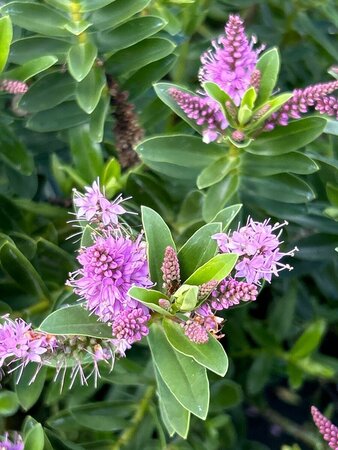 Hebe 'Mette' 25L - image 2