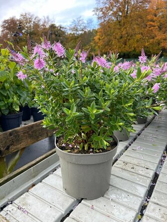 Hebe 'Mette' 5L - image 1