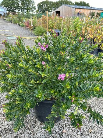 Hebe 'Mette' 25L - image 3