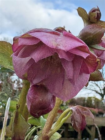 Helleborus or. 'Double Ellen Pink' 2L - image 1