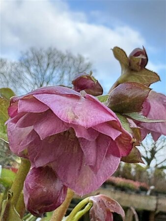 Helleborus or. 'Double Ellen Pink' 2L - image 2