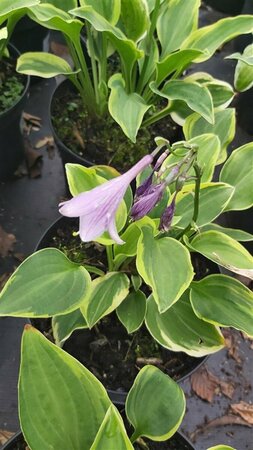 Hosta 'Golden Tiara' 2L