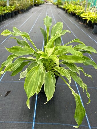 Hosta White Feather 2L - image 2