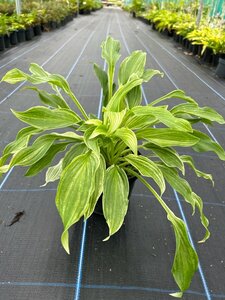 Hosta White Feather 2L - image 2