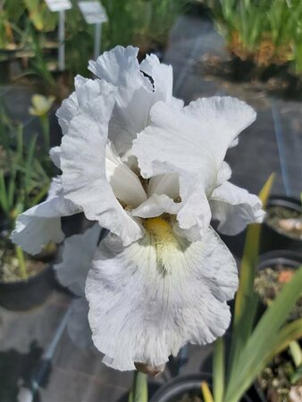 Iris (G) 'Immortality' 2L