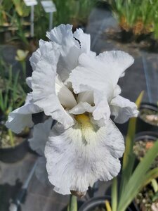 Iris (G) 'Immortality' 2L