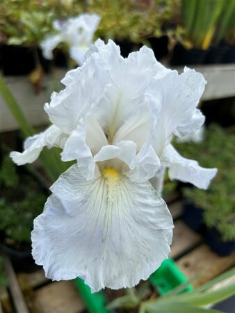 Iris (G) 'Immortality' 2L - image 2