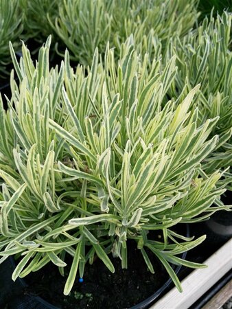 Lavandula ang. 'Platinum Blonde' 3L - image 1