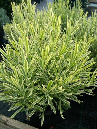 Lavandula ang. 'Platinum Blonde' 3L - image 2