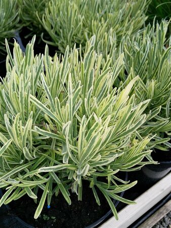 Lavandula ang. 'Platinum Blonde' 3L - image 3
