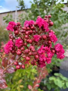 Lagerstromeria l' Braise D Ete 100-125 25L