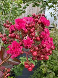 Lagerstromeria l' Braise D Ete 100-125 25L - image 2