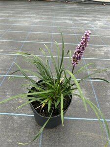 Liriope muscari Moneymaker 2L