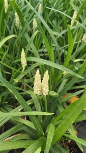 Liriope muscari 'Monroe White' 2L - image 1