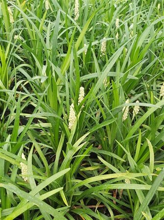 Liriope muscari 'Monroe White' 2L - image 2