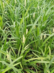 Liriope muscari 'Monroe White' 2L - image 2