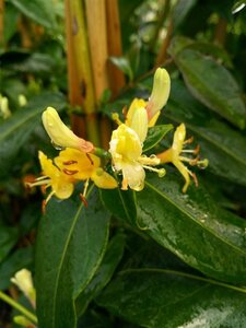 Lonicera henryi Copper Beauty 90-100 3L - image 1