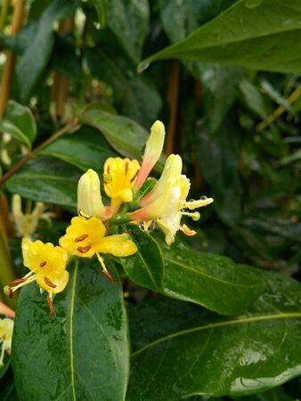 Lonicera henryi Copper Beauty 90-100 3L - image 2