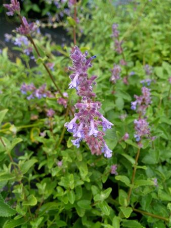 Nepeta mussinii 2L - image 1