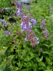Nepeta mussinii 2L - image 2