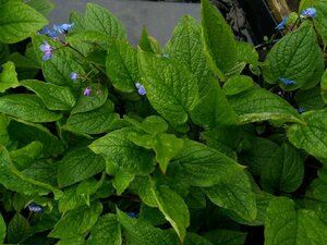 Omphalodes verna 2L - image 1