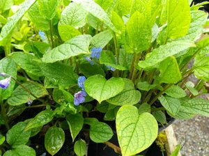 Omphalodes verna 2L - image 2