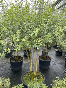 Pittosporum tenuifolium 175-200 Multi Stem 60L