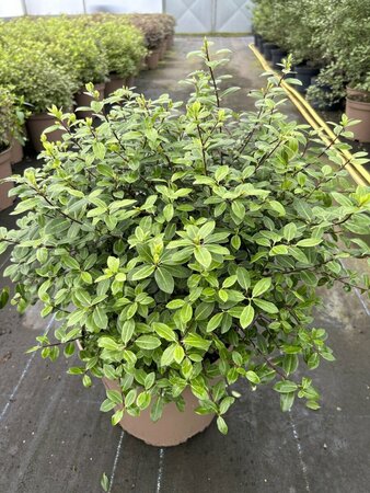 Pittosporum ten. Golf Ball 10L