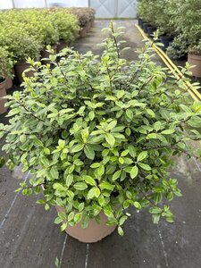 Pittosporum ten. Golf Ball 10L