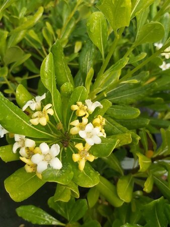 Pittosporum tobira 3L - image 1