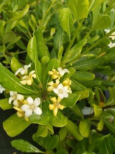 Pittosporum tobira 3L - image 1