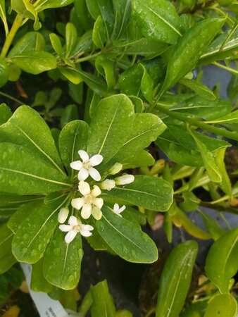 Pittosporum tobira 3L - image 2