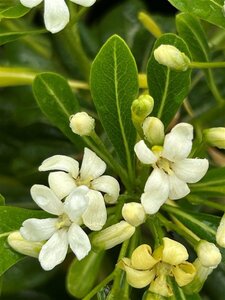 Pittosporum tobira 3L - image 3