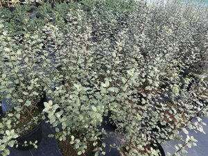 Pittosporum ten Oliver Twist 10L - image 1