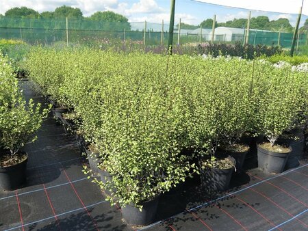 Pittosporum ten Oliver Twist 10L - image 2