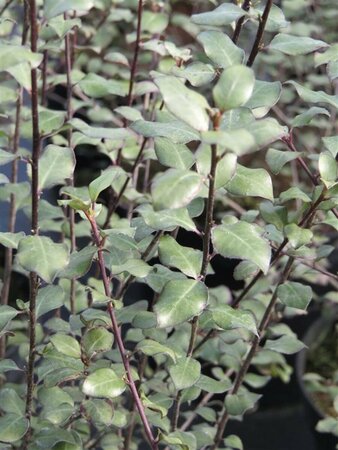 Pittosporum ten Oliver Twist 10L - image 3