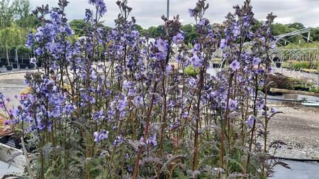 Polemonium yezoense Bress. Purple 2L - image 2