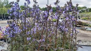 Polemonium yezoense Bress. Purple 2L - image 2