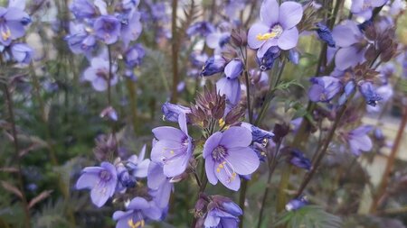 Polemonium yezoense Bress. Purple 2L - image 3