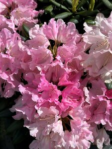 Rhododendron (Y) 'Kalinka' 30-40 38L Airpot - image 3