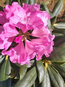 Rhododendron (Y) 'Kalinka' 30-40 38L Airpot - image 2