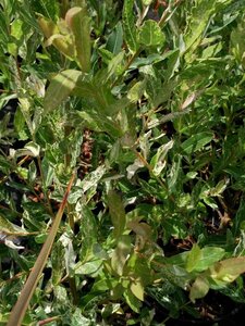 Salix integra 'Hakuro-nishiki' 10L - image 1