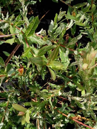 Salix integra 'Hakuro-nishiki' 10L - image 2