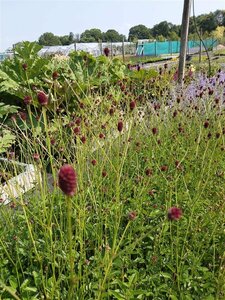 Sanguisorba offic. 'Tanna' 2L - image 1