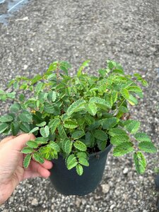 Sanguisorba offic. 'Tanna' 2L - image 3