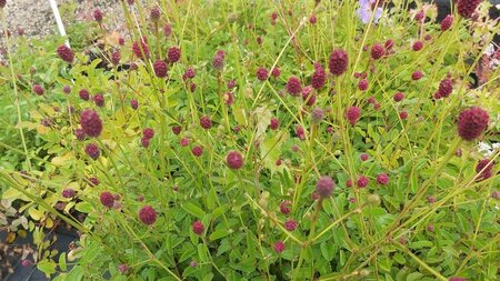 Sanguisorba offic. 'Tanna' 2L - image 2