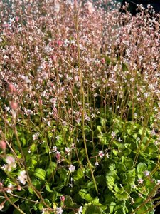 Saxifraga urbium 2L - image 2